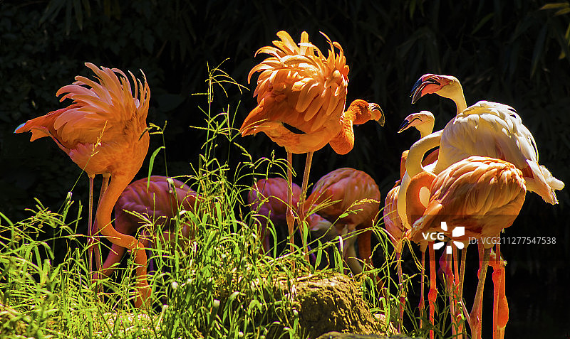 如火如荼碰头会：热火朝天辣眼睛   唯美同种形各异图片素材