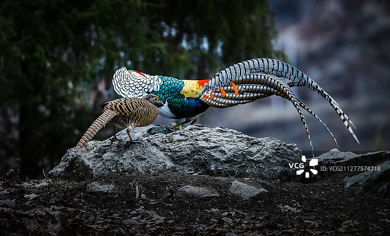 《白腹锦鸡之——相逢有缘》图片素材