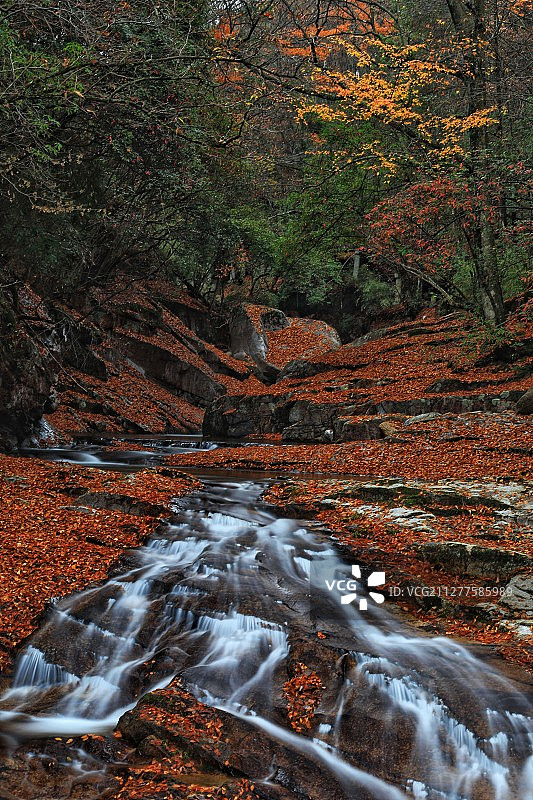 秋水映叶图片素材