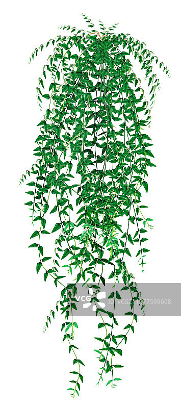 白色背景下的热带常春藤图片素材