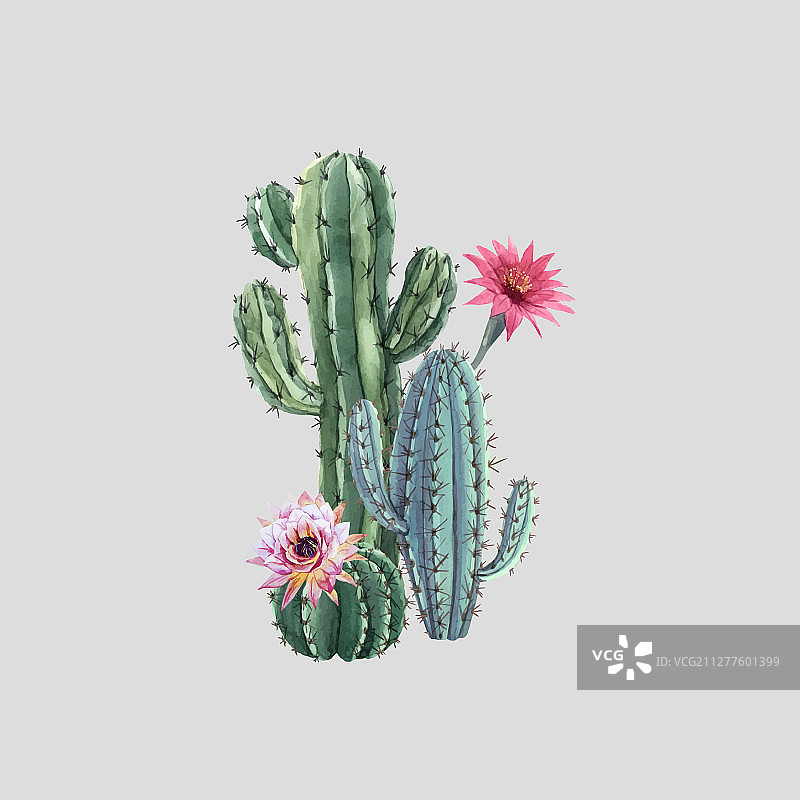 美丽的水彩仙人掌组合图片素材