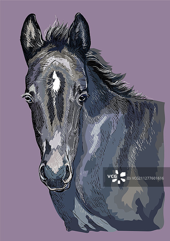 手绘马肖像28图片素材