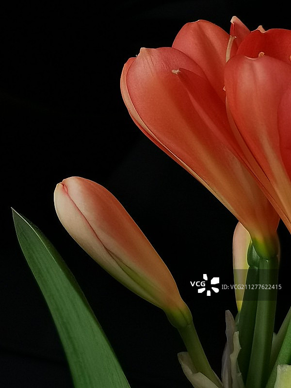 君子兰图片素材