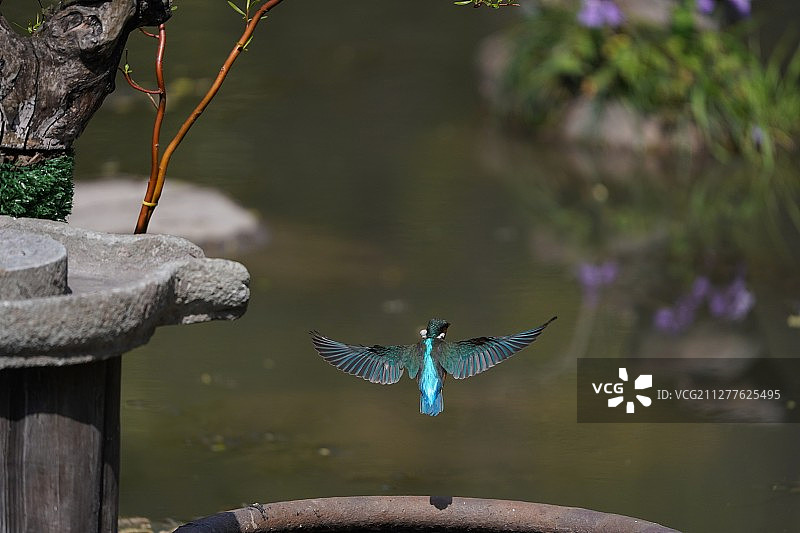 翠鸟飞图片素材