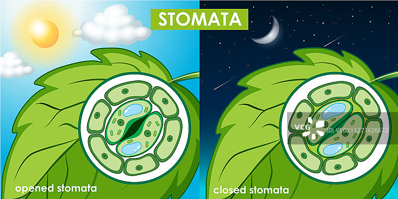 植物细胞图图片素材