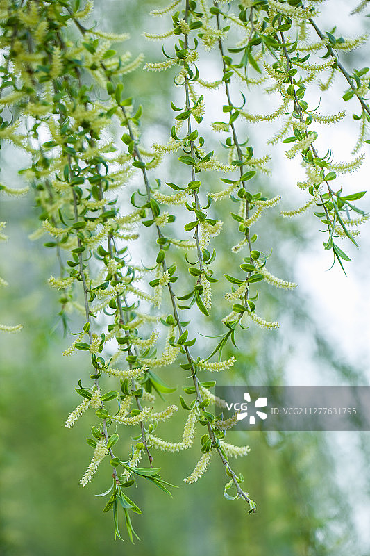 春天柳枝图片素材