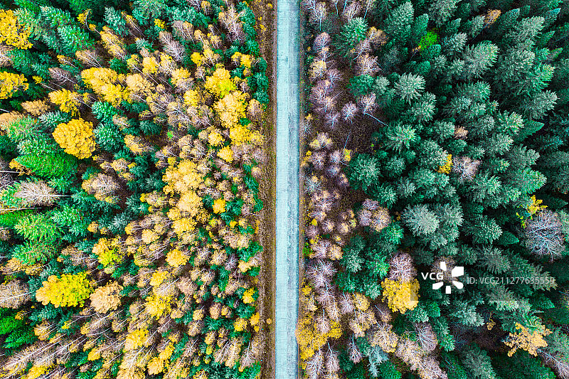 伊春汤旺河林场林间小路上帝视角图片素材