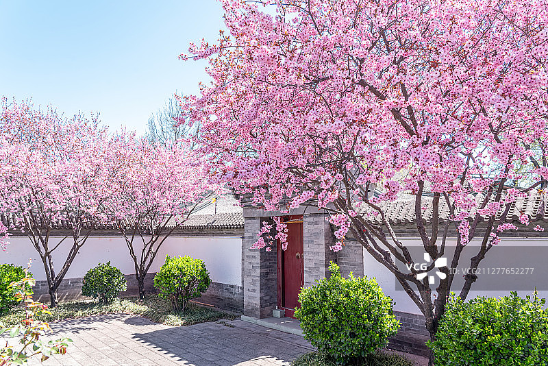 樱花院子图片素材