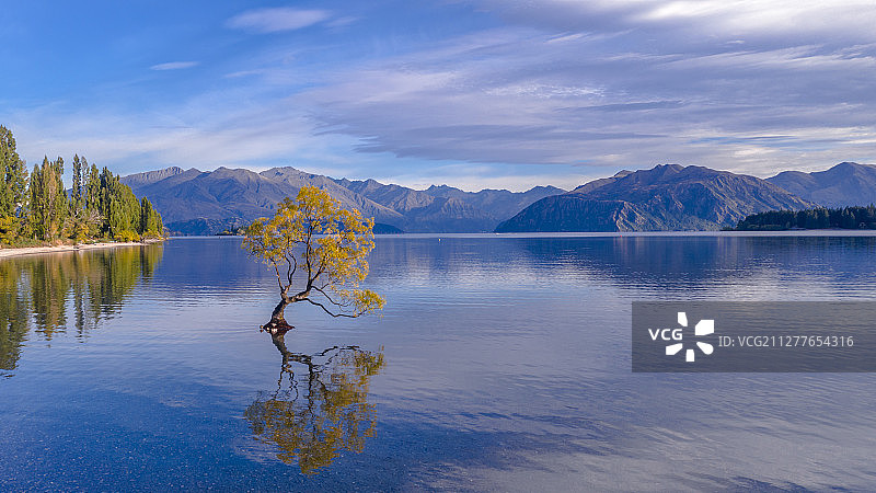 Wanaka  孤独的树图片素材