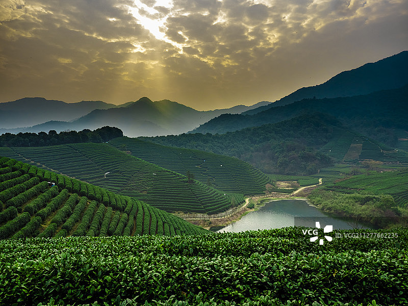 杭州龙坞茶园图片素材