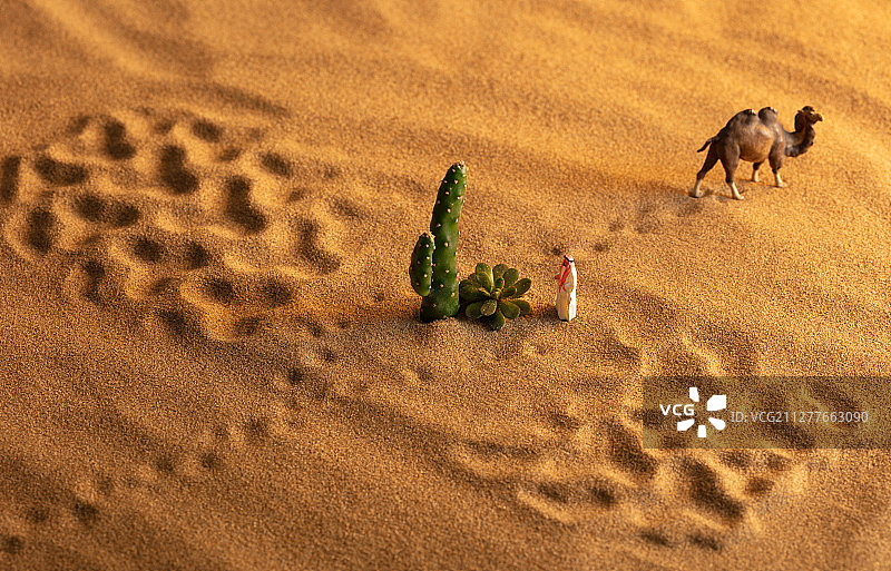 沙漠脚印中的植物多肉仙人掌与骆驼图片素材