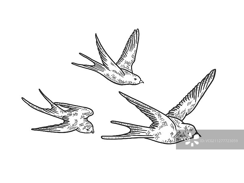 燕子素描雕刻图片素材