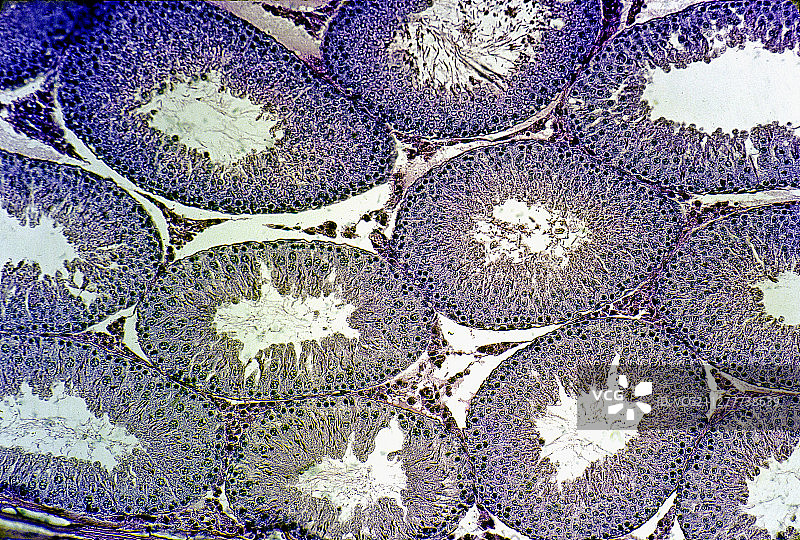 大鼠睾丸中的曲细精管（褐家鼠）图片素材