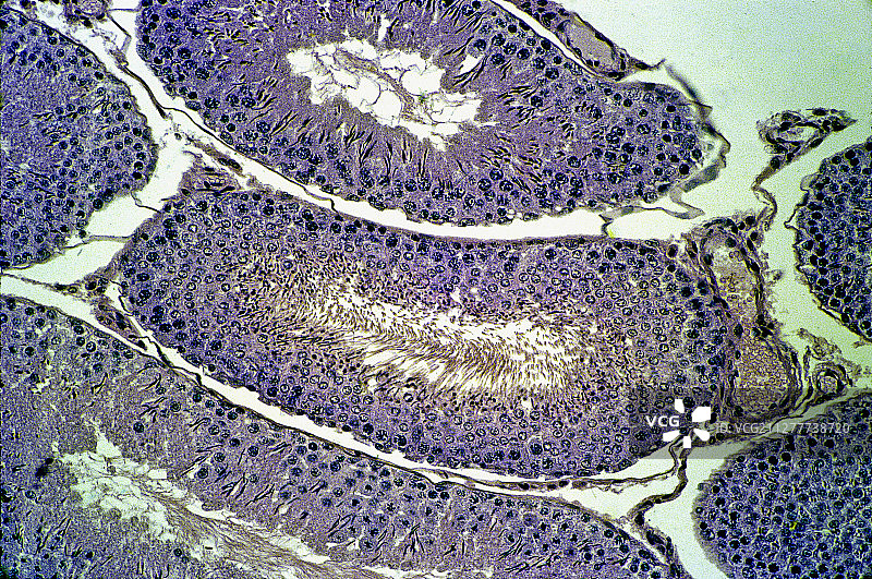 大鼠睾丸中的曲细精管（褐家鼠）图片素材