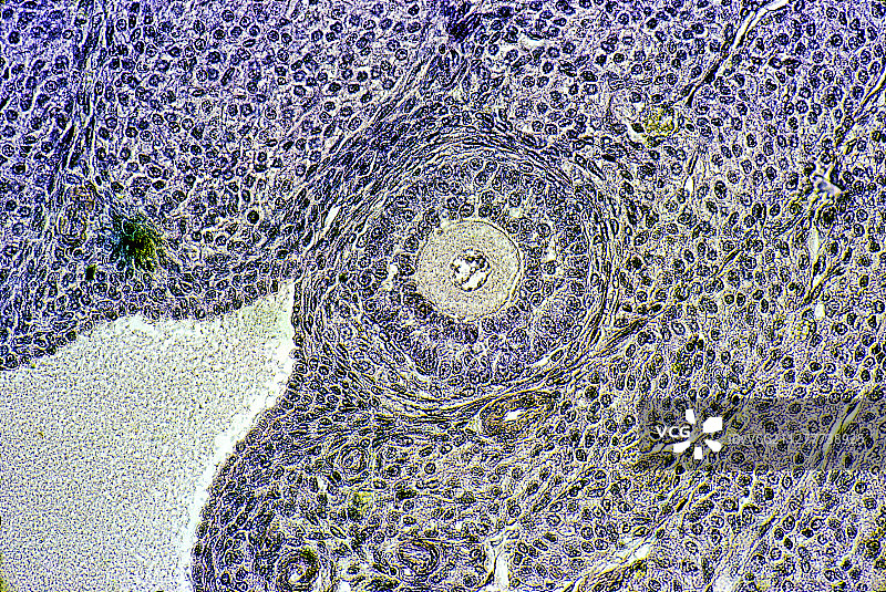 兔子卵巢中的卵泡图片素材
