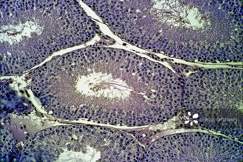 大鼠睾丸中的曲细精管（褐家鼠）图片素材