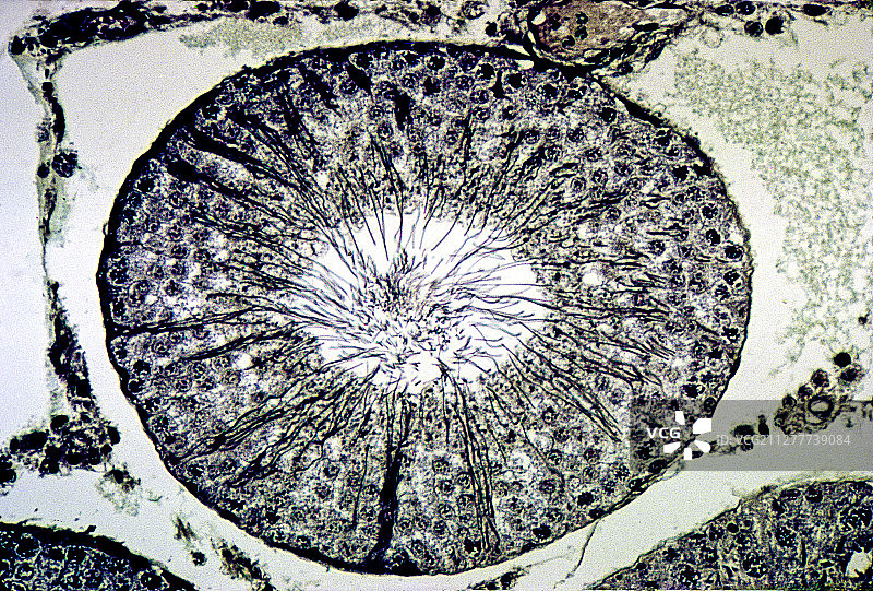 大鼠睾丸中的曲细精管（褐家鼠）图片素材