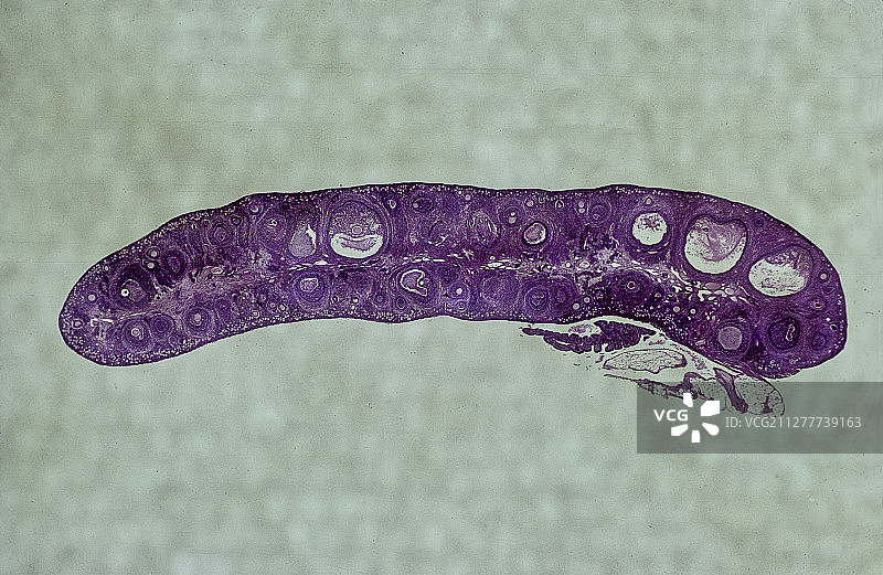 兔子卵巢中不同阶段的卵巢卵泡图片素材