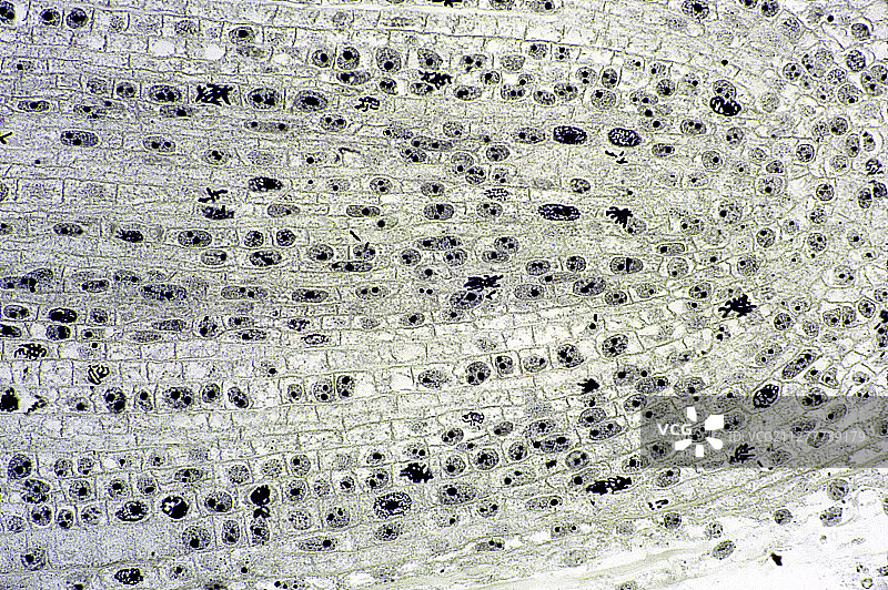 光学显微镜下的洋葱根细胞有丝分裂图片素材