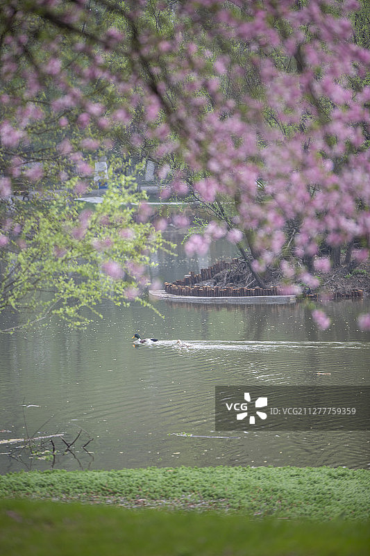清明微雨时图片素材