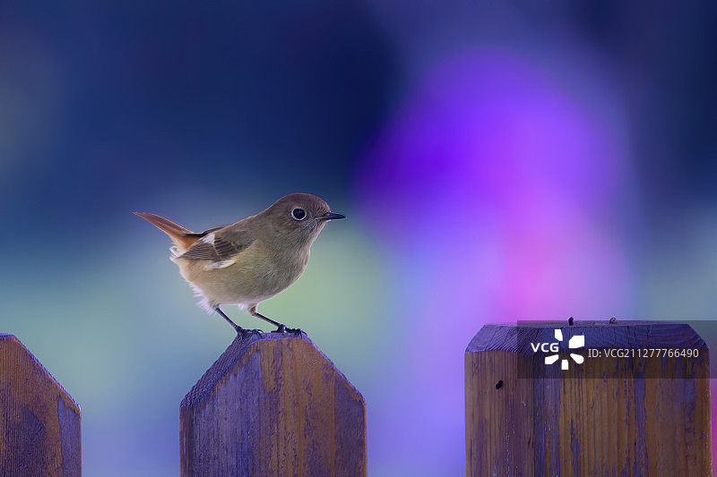 Daurian Redstart图片素材