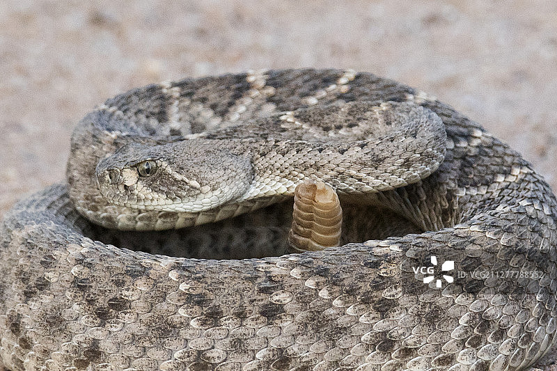 盘绕的西部菱斑响尾蛇特写图片素材