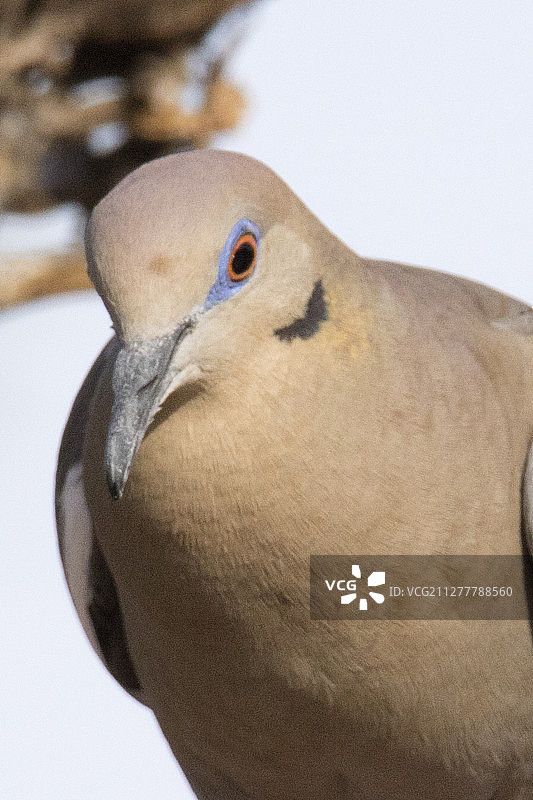 白翅哀鸽特写图片素材