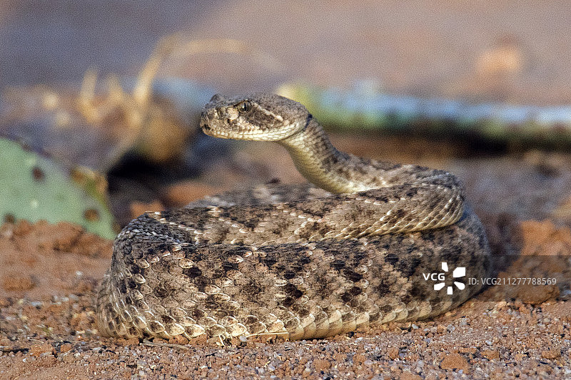 盘绕的西部菱背响尾蛇图片素材