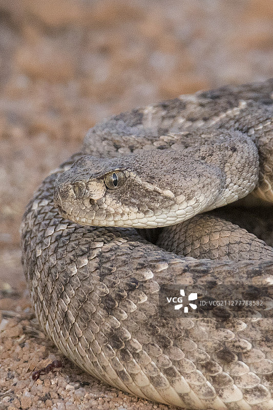 盘绕的西部菱斑响尾蛇特写图片素材