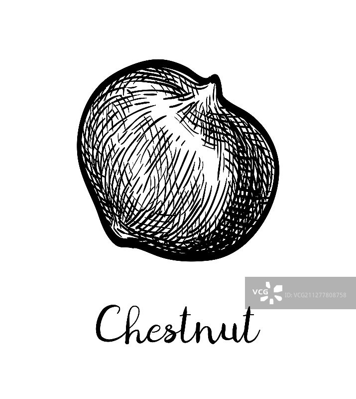 水墨风栗子速写图片素材