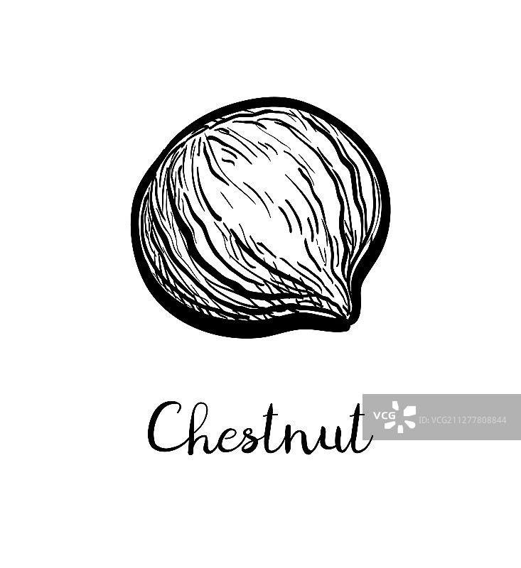 水墨风栗子速写图片素材