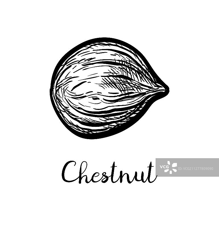 水墨风栗子速写图片素材