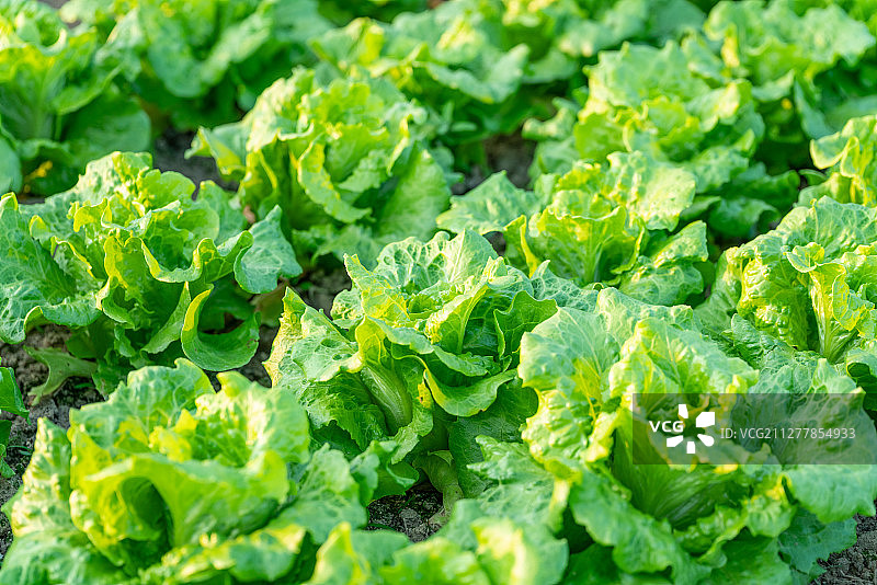 阳光中的蔬菜图片素材