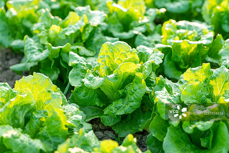 阳光中的蔬菜图片素材