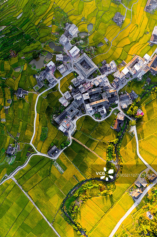 航拍福建省龙岩市永定区奥杳村秋天秋收前金黄色的稻田风景图片素材