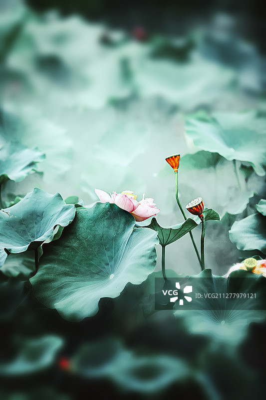 夏天盛开的荷花图片素材