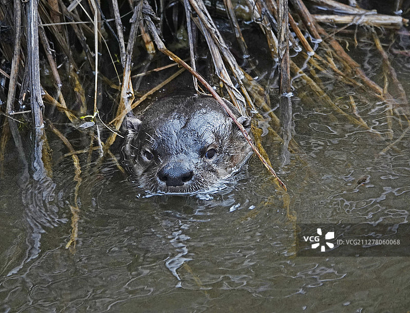 美洲河獭肖像图片素材