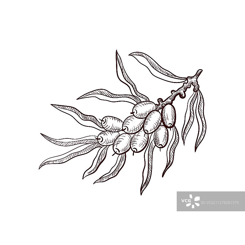 沙棘树枝绘画图片素材