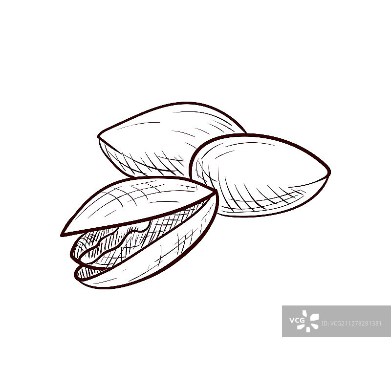 开心果绘画图片素材