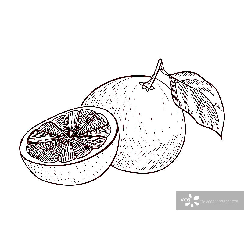 葡萄柚绘画图片素材