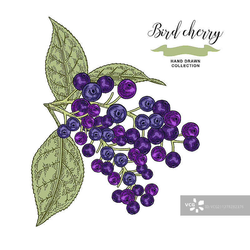 白色背景下的成熟稠李树枝图片素材