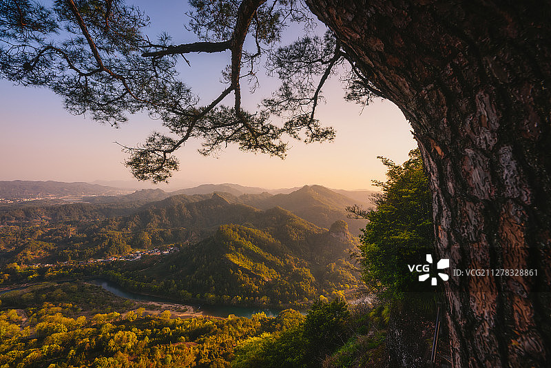 劲松迎晚霞图片素材