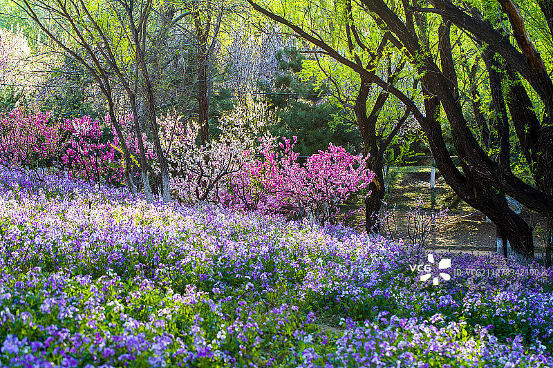 春天公园花海树林图片素材