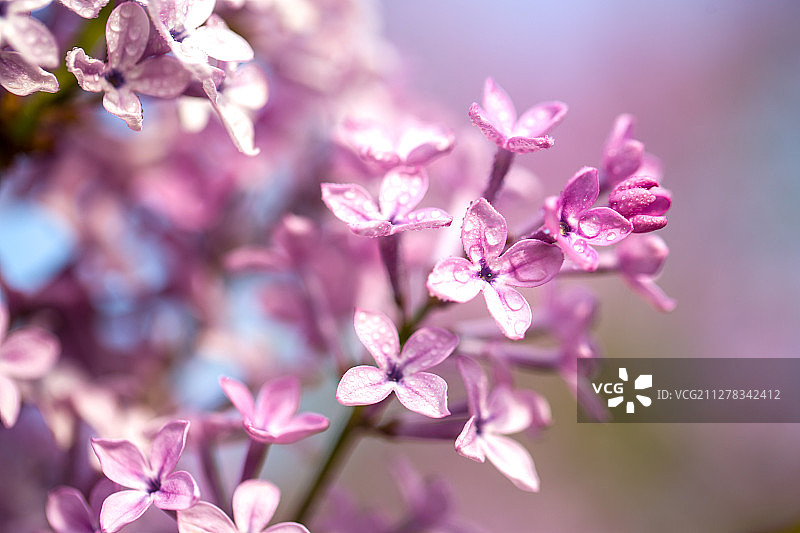 紫丁香图片素材