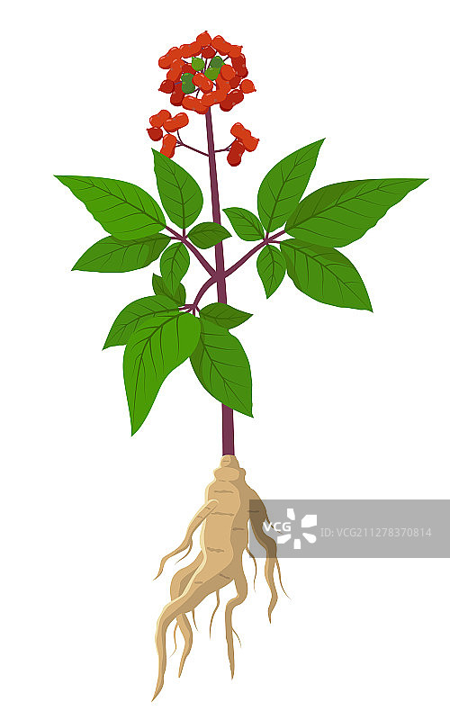 人参——具有治疗功效的药用花图片素材