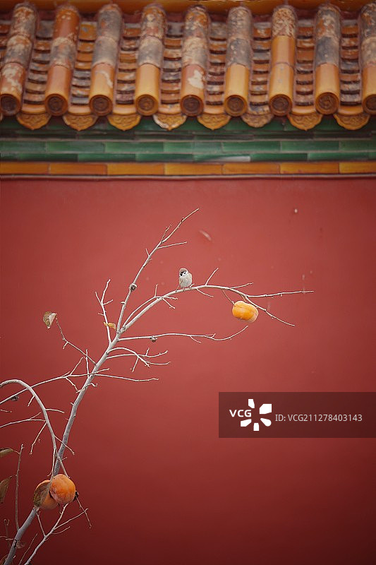 紫禁城的秋图片素材