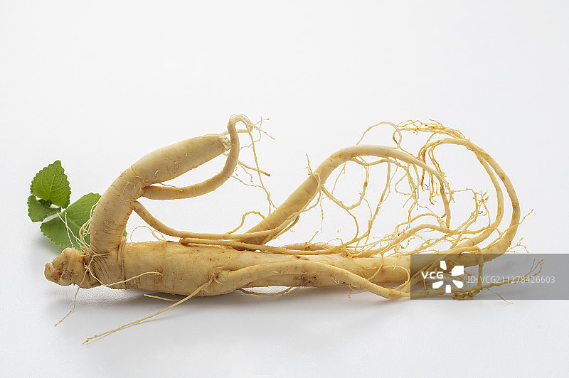 百草之王人参图片素材