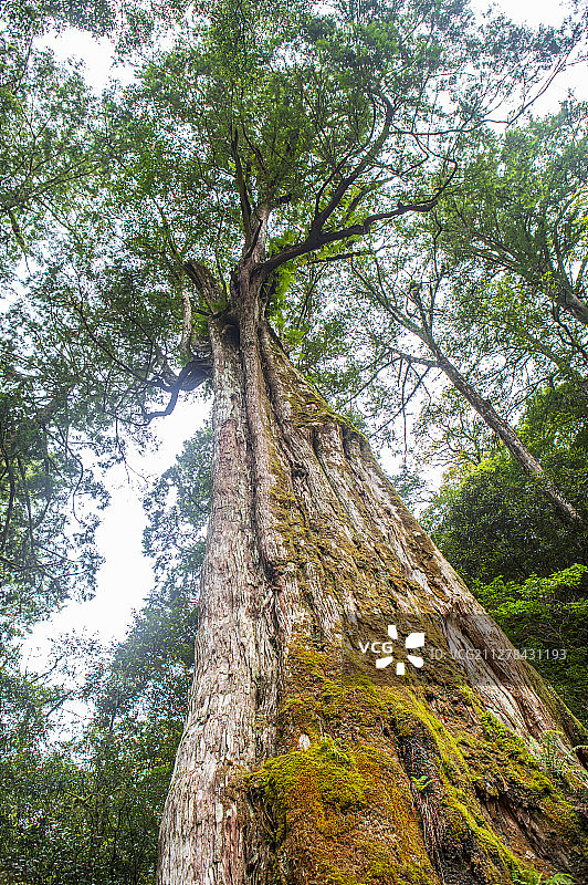 拉拉山自然保护区神木图片素材
