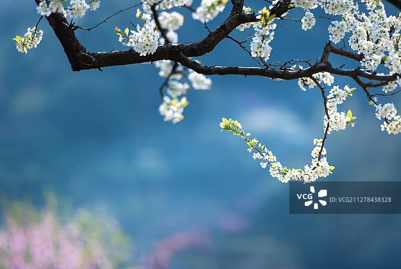 春天花儿开图片素材