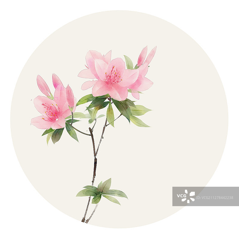 水彩花草插画 杜鹃花图片素材